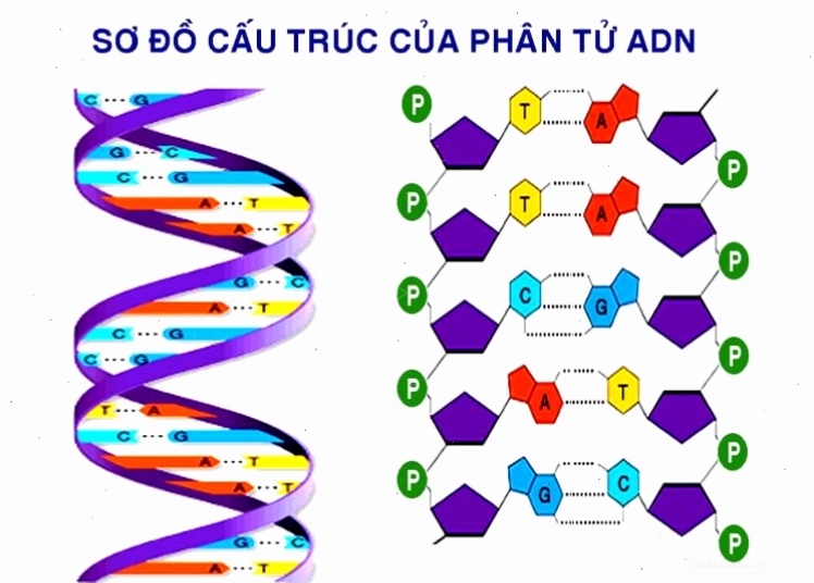Minh họa cấu trúc nguyên tử với hạt nhân và vỏ electron