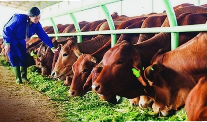 Mô hình chăn nuôi bò thịt quy mô trang trại