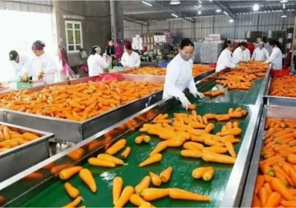 Mô hình mở xưởng sơ chế và chế biến nông sản