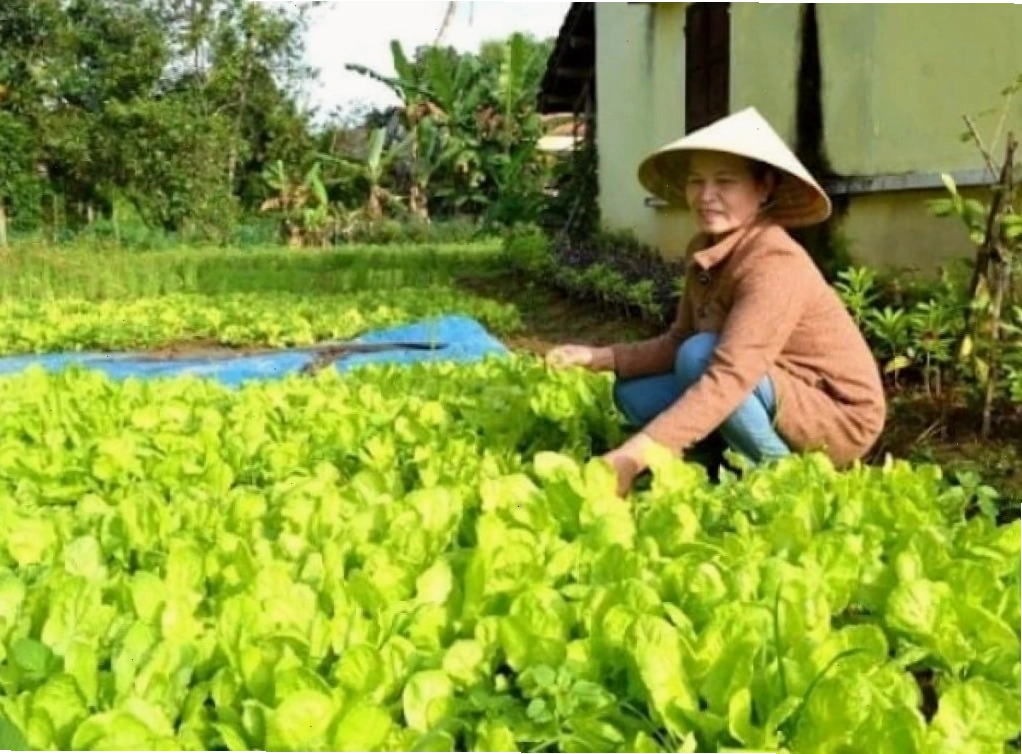 Mô hình trồng rau củ sạch theo tiêu chuẩn hữu cơ