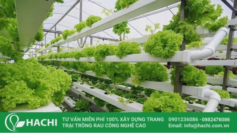 Mô hình trồng rau thủy canh trong nhà