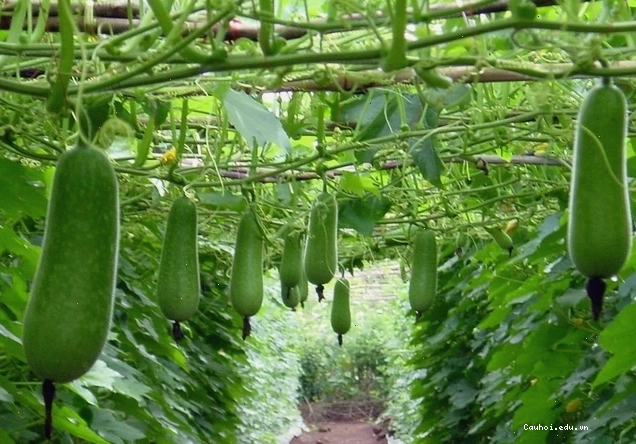 Món ăn thanh mát từ bí xanh