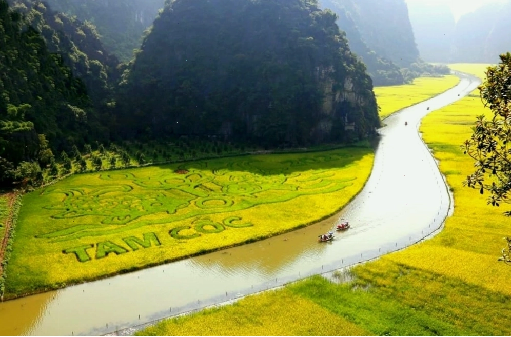 Mùa lúa chín tại Tam Cốc, Ninh Bình