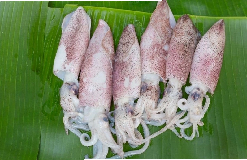 Mực ống tươi ngon giàu dinh dưỡng tốt cho sức khỏe bà bầu