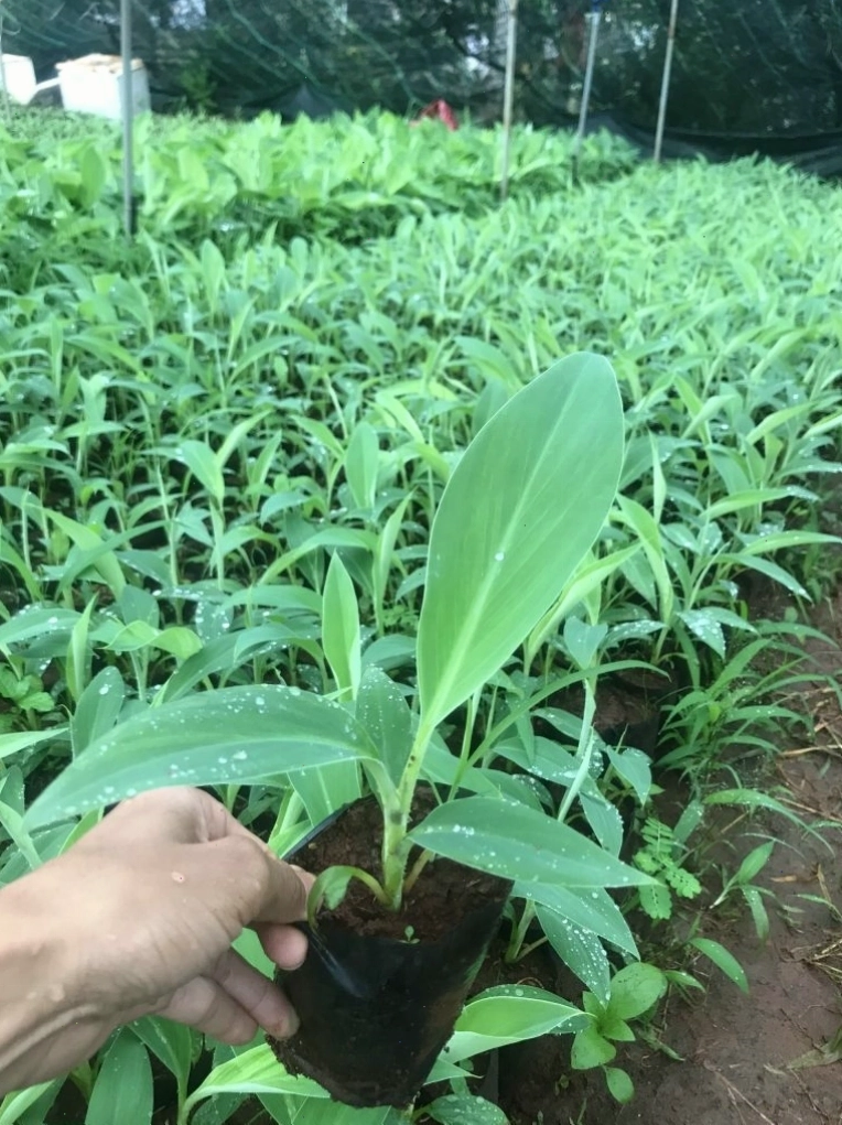 Nải chuối già Nam Mỹ to tròn