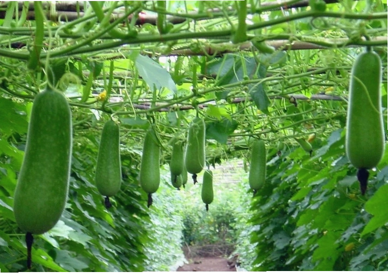 Người tỳ vị hư hàn nên tránh ăn bí xanh
