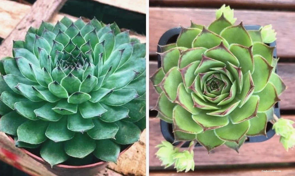Nhân giống sen đá bằng cành