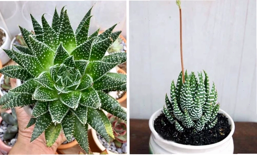 Nhân giống sen đá bằng lá