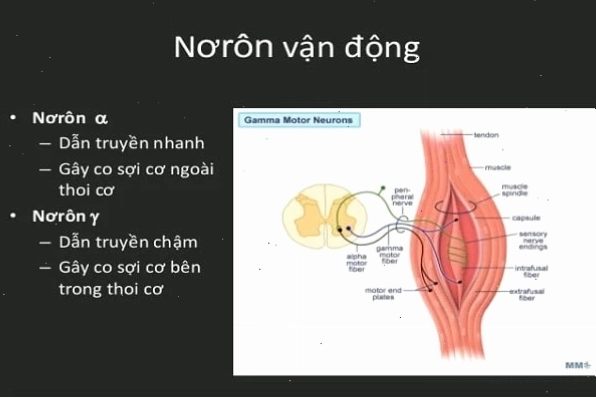 Nhóm sợi thần kinh vận động trong dây thần kinh tủy