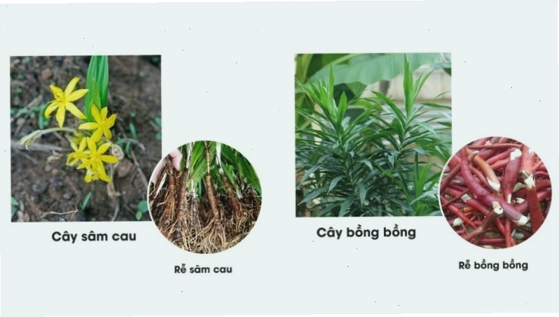 Phân biệt cây Sâm Cau và cây Bồng Bồng