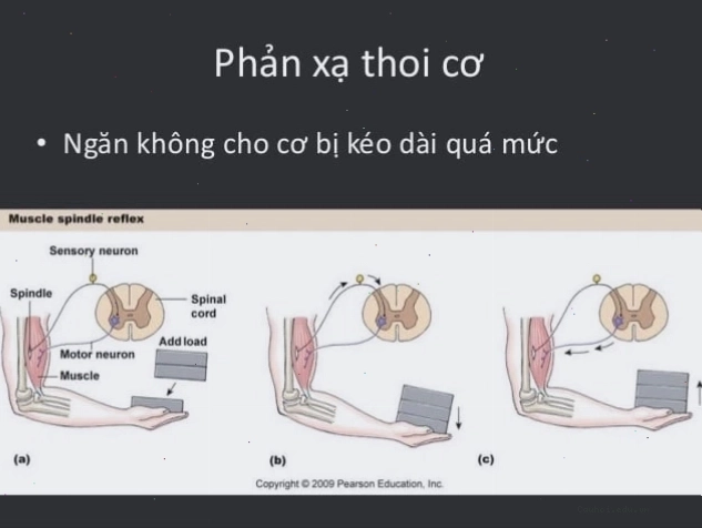 Phản xạ trương lực cơ