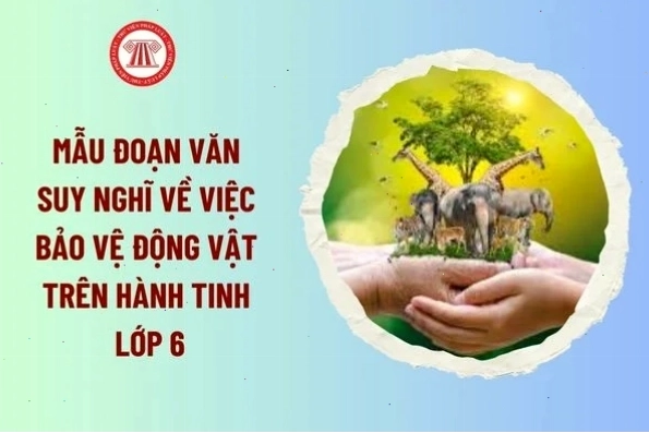 Pháp luật
