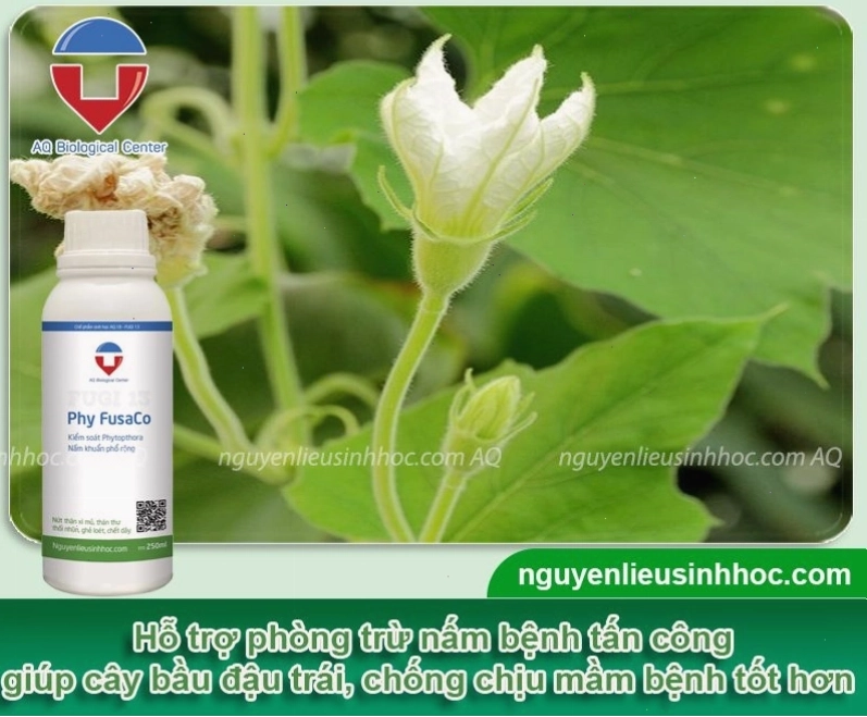 Phòng trừ nấm bệnh cho cây bầu bằng Phy Fusaco