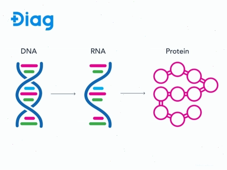 Protein là sản phẩm được tạo ra từ ADN, thực hiện hầu hết các hoạt động sống còn của sinh vật.