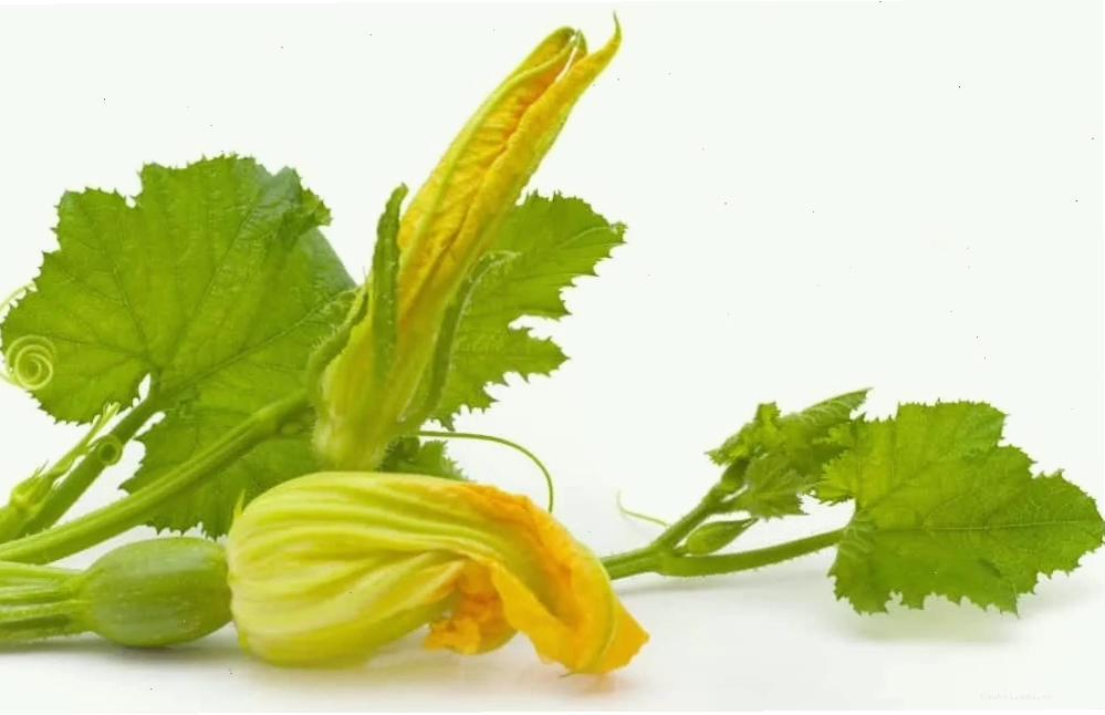 Rau bí đỏ với lá và ngọn