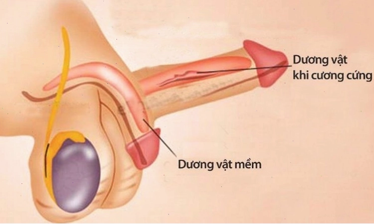 Tác động tâm lý đến khả năng cương cứng
