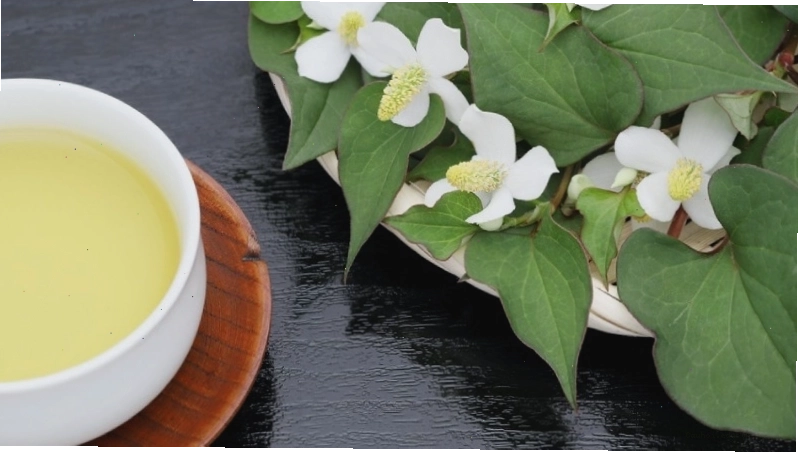 Tác hại của rau diếp cá ảnh hưởng đến chức năng thận