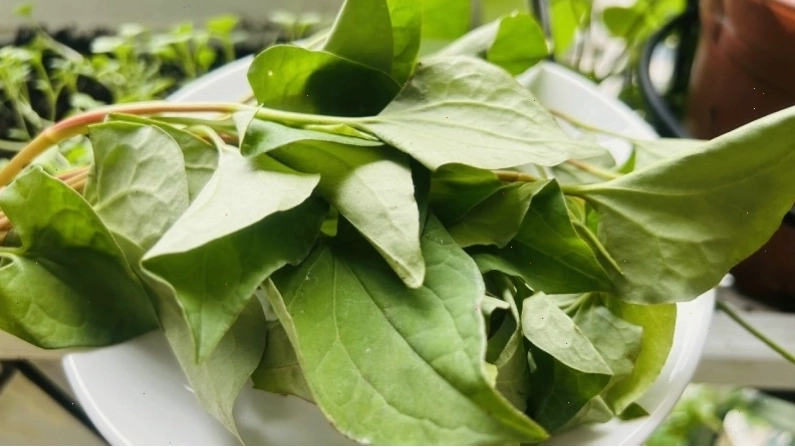 Tác hại của rau diếp cá làm giảm hấp thu dinh dưỡng
