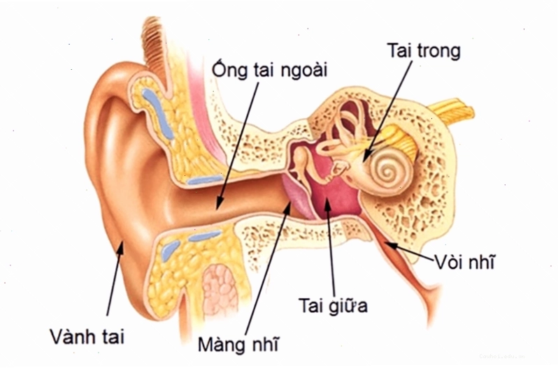 Tai giữa là khu vực dễ mắc viêm nhiễm, đặc biệt ở trẻ nhỏ với cấu trúc vòi nhĩ ngắn