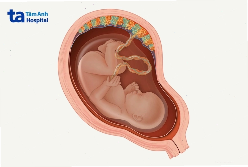 Thai nhi đang phát triển trong túi ối