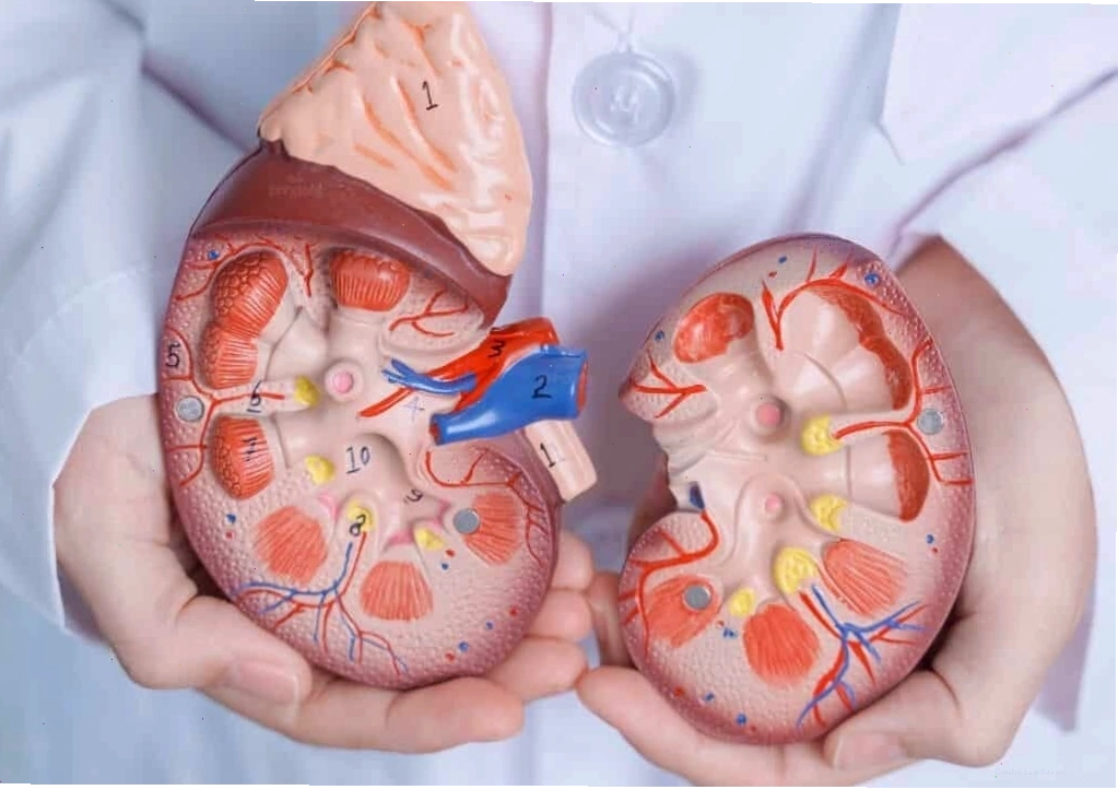 Thận yếu là nguyên nhân dẫn đến các vấn đề sinh lý ở nam giới