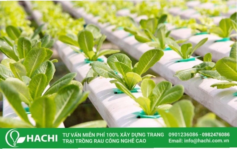 Thu hoạch rau thủy canh tươi ngon