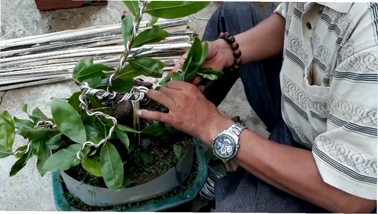 Trực quan quá trình tạo dáng gốc mai và cành mai