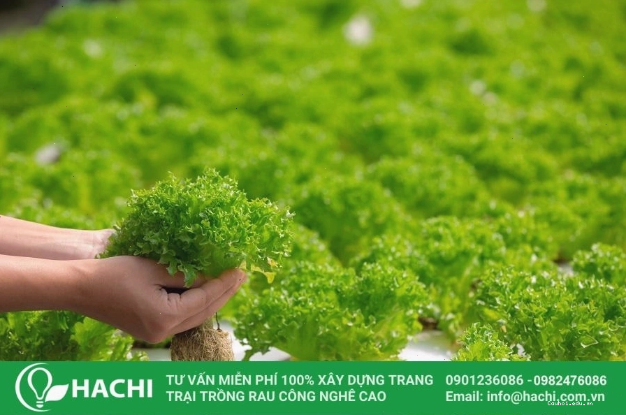 Ươm mầm hạt giống rau thủy canh