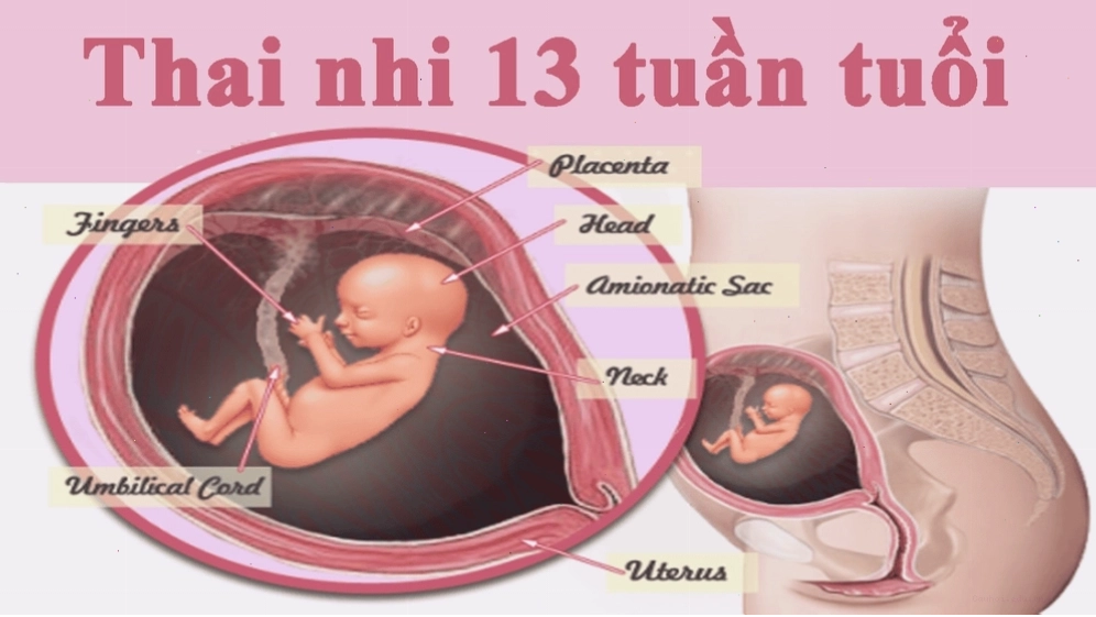 Vân tay của thai nhi 13 tuần đã bắt đầu hình thành