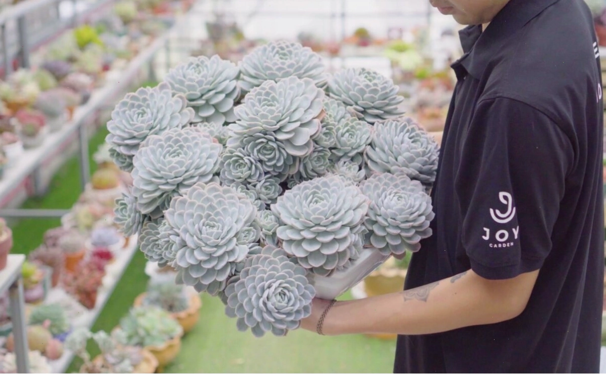 Vị trí đặt chậu sen đá trong nhà hợp lý