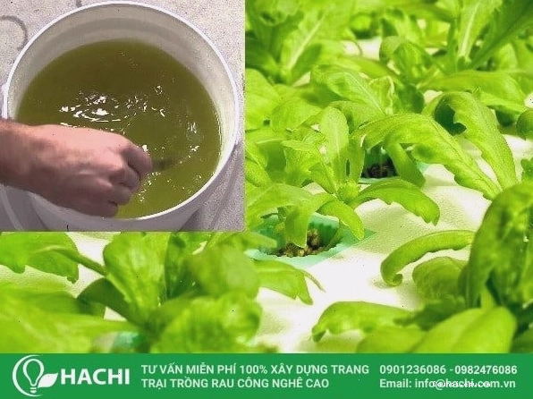 Vườn rau thủy canh trên ban công
