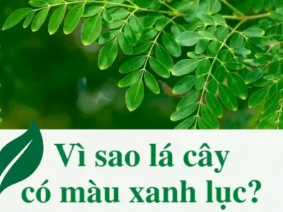 Giải đáp thắc mắc vì sao lá cây có màu xanh lục