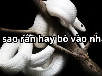 Vì sao rắn hay bò vào nhà? Cùng lý giải hiện tượng kỳ lạ này 