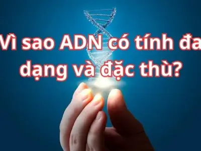Khám phá bí ẩn gen: Vì sao ADN có tính đa dạng và đặc thù?