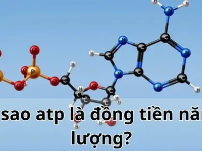Vì sao ATP là đồng tiền năng lượng? Giải mã sự thật