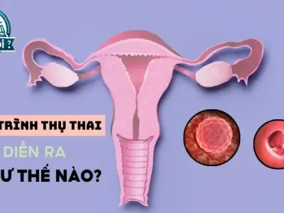 Thụ thai là gì? Quá trình thụ thai diễn ra như thế nào