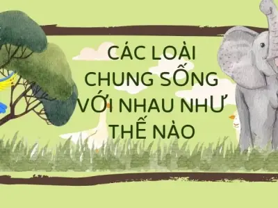 Cộng sinh và đối kháng - Làm thế nào các loài động vật chung sống với nhau?