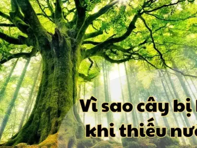 Giải thích lý do vì sao cây bị héo khi thiếu nước?