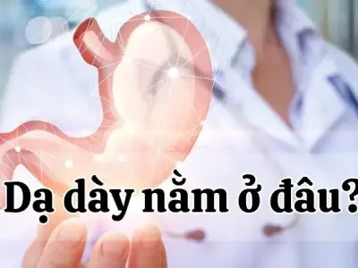  Dạ dày nằm ở đâu? Giải mã vị trí hoạt động của cơ quan tiêu hóa