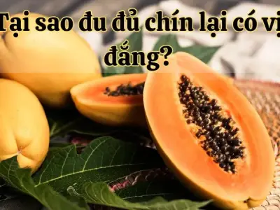 Tại sao đu đủ chín lại có vị đắng? Giải thích nguyên nhân và cách xử lý vấn đề này