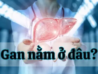 Bạn có biết Gan nằm ở đâu? Vị trí, chức năng và vai trò quan trọng