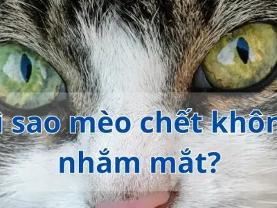 Vì sao mèo chết không nhắm?  Lý giải hiện tượng bí ẩn này