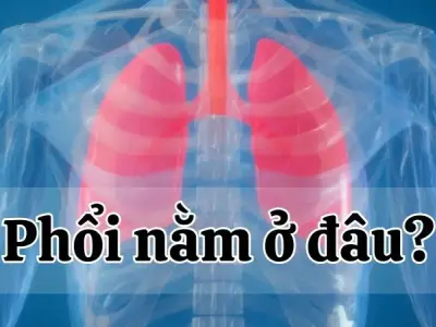 Phổi nằm ở đâu? Giải mã vị trí quan trọng của cơ quan hô hấp này