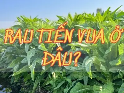 Tìm hiểu về rau tiến vua được trồng ở đâu?