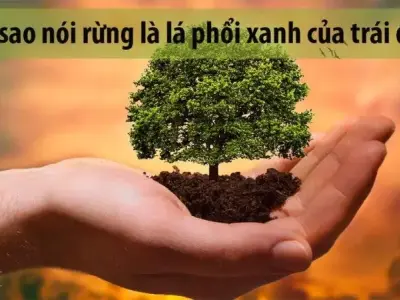 Lý giải vì sao rừng là lá phổi xanh của Trái Đất?