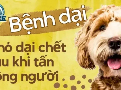 Hiểu biết về bệnh dại: Tại sao chó dại lại chết sau khi tấn công con người