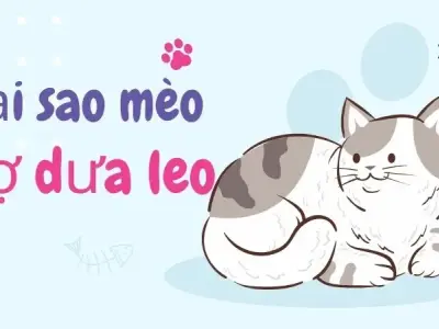 Lý do khoa học giải thích vì sao mèo nhảy lên khi thấy dưa chuột