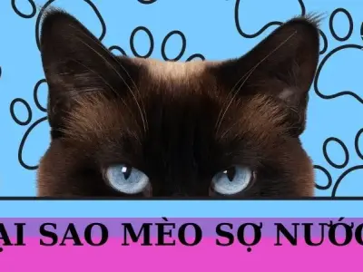 Tại sao mèo sợ nước? Giải mã hành vi bí ẩn của loài mèo