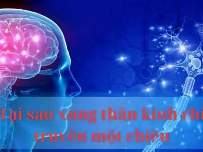 Tại sao xung thần kinh chỉ truyền theo một chiều