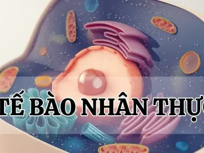 Tìm hiểu về tế bào nhân thực - Vì sao được gọi là tế bào nhân thực?